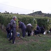 Berba graševine u vinogradu Grozdanovićevih