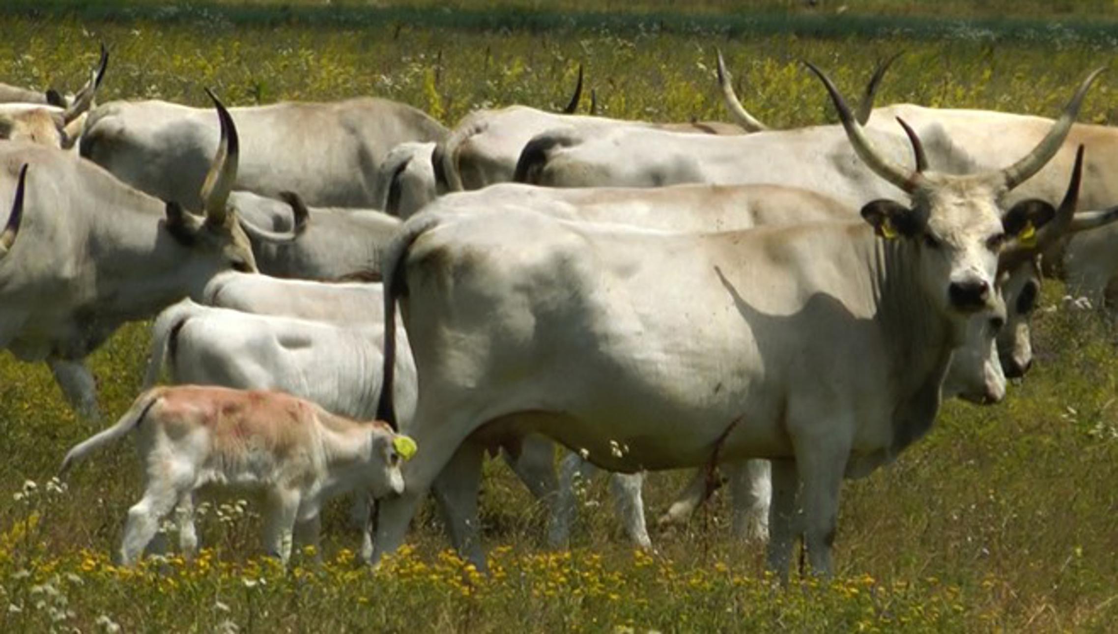 Podolska goveda na Gajni