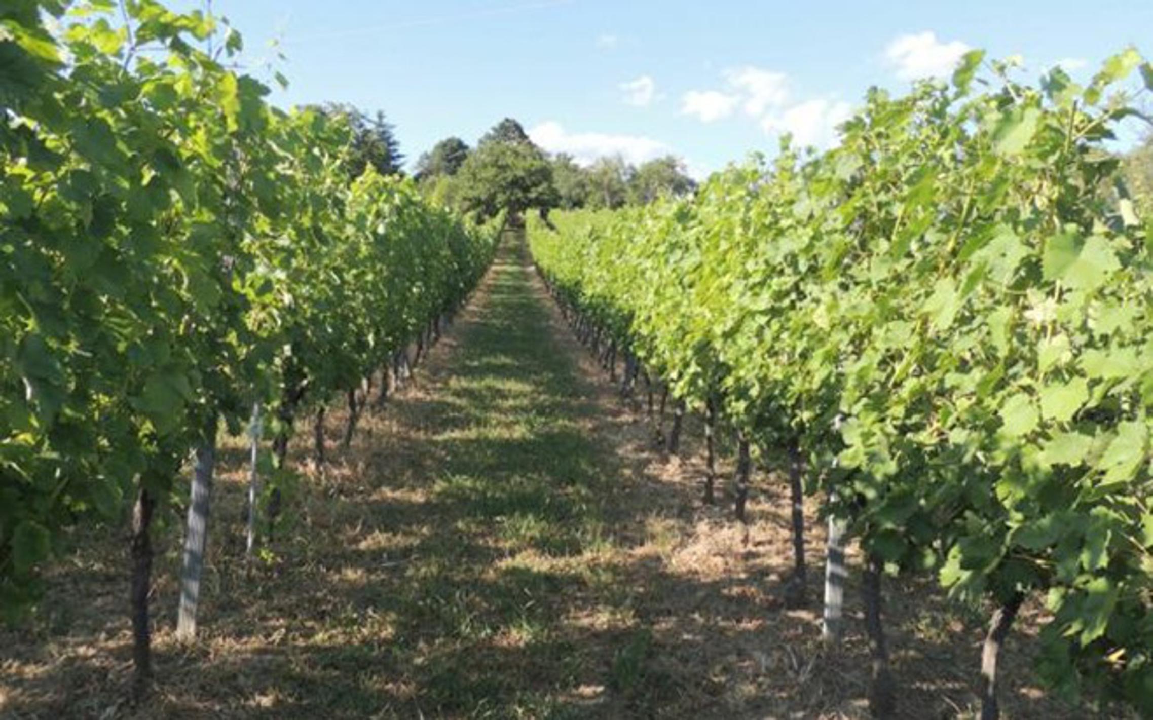 Posjednici vinove loze u zaraženim su područjima obvezni suzbijati američkog cvrčka