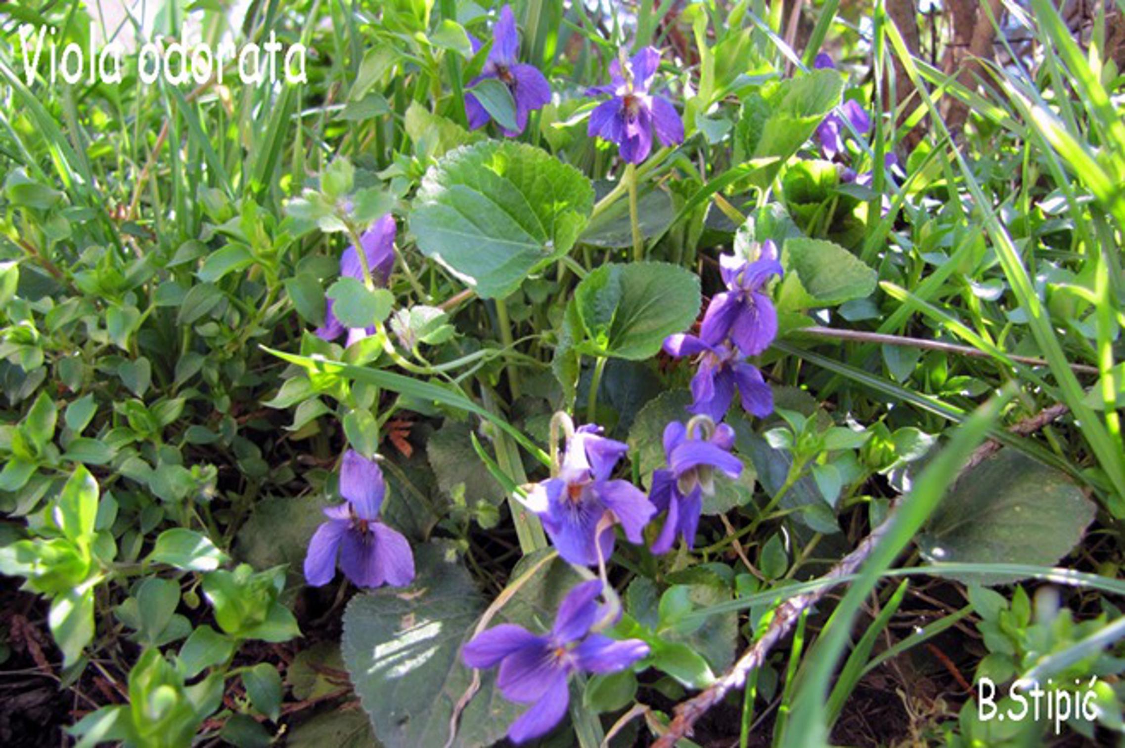 Viola odorata ili mirisna ljubica