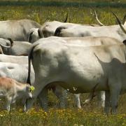 Podolska goveda na Gajni