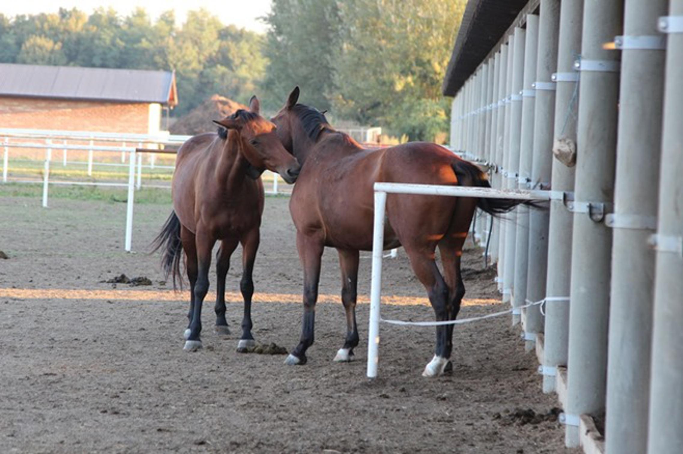 Konji na ranču u Garčinu